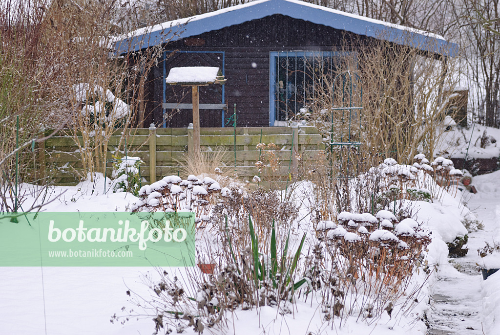 488153 - Allotment garden in winter