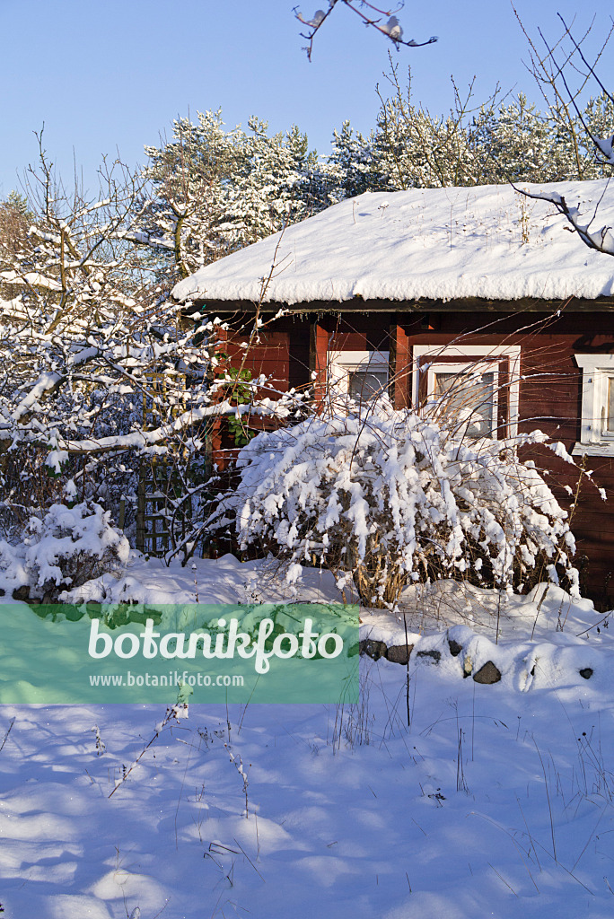 539017 - Allotment garden in winter