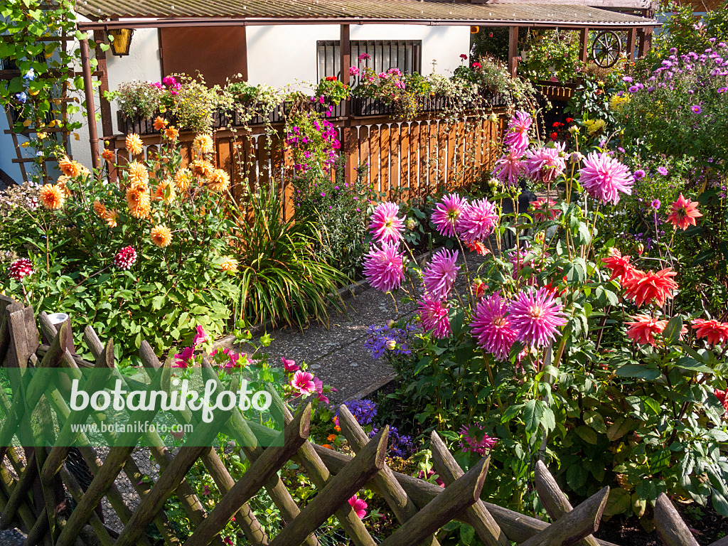 417033 - Allotment garden with dahlias