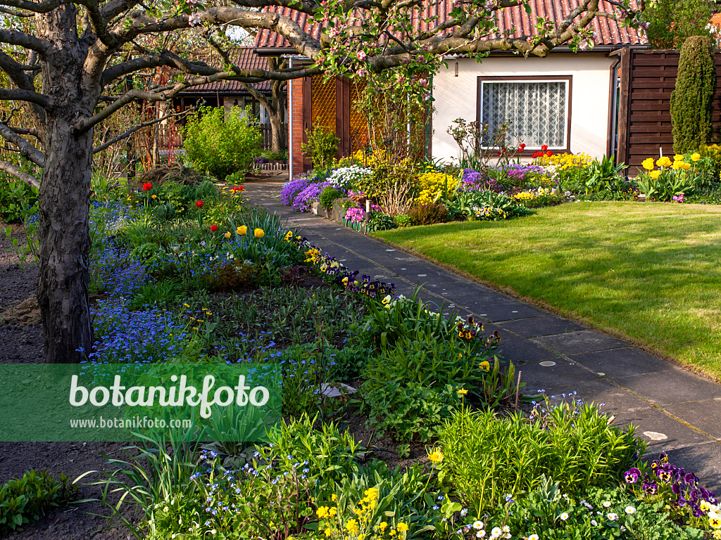 459079 - Allotment garden with perennial border in spring