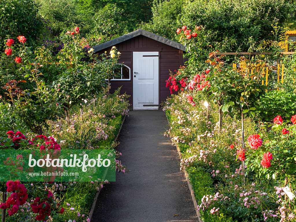 427038 - Allotment garden with roses