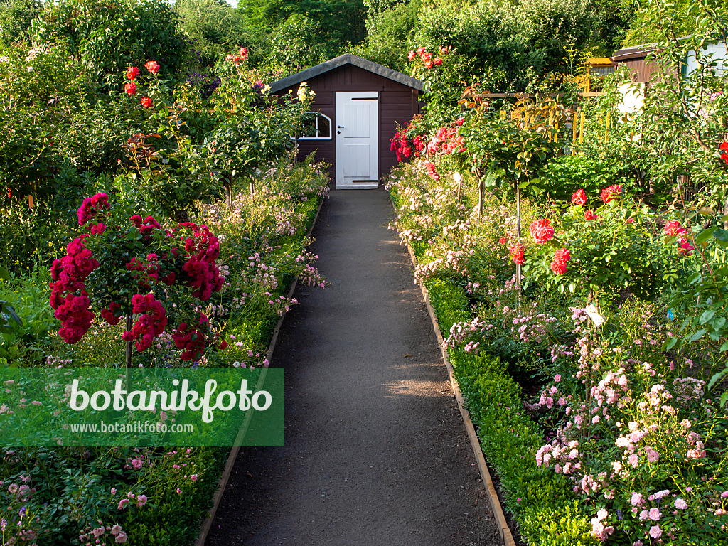 427039 - Allotment garden with roses