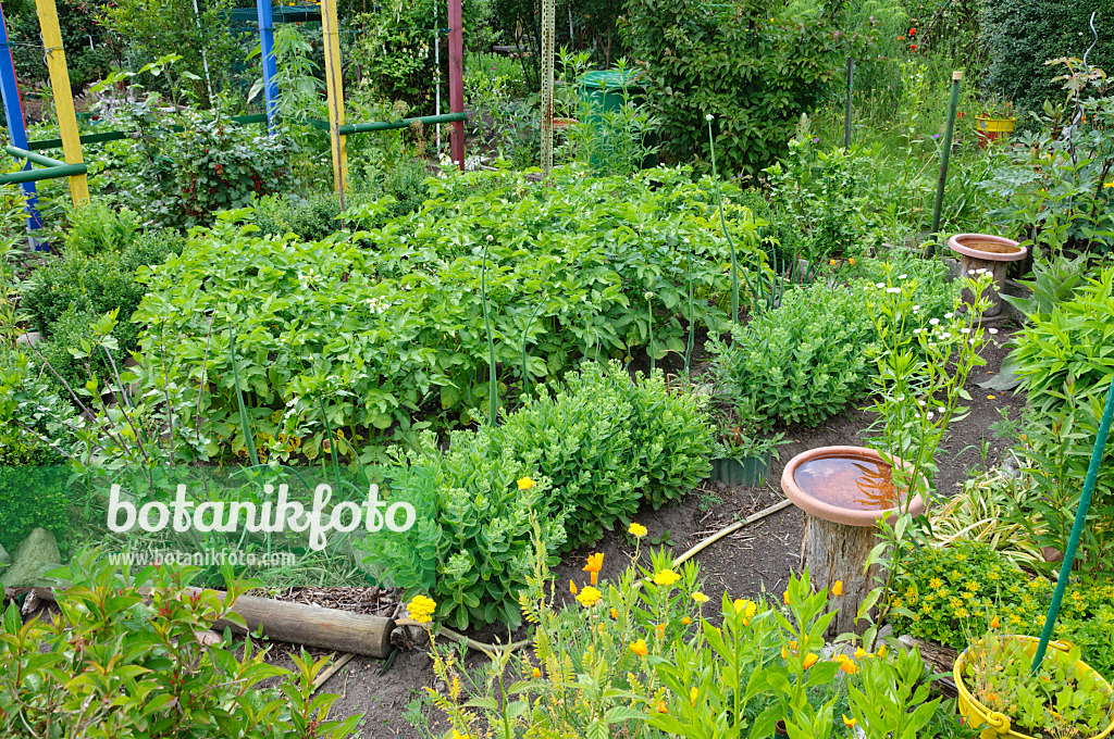 473302 - Allotment garden with vegetable and perennial beds