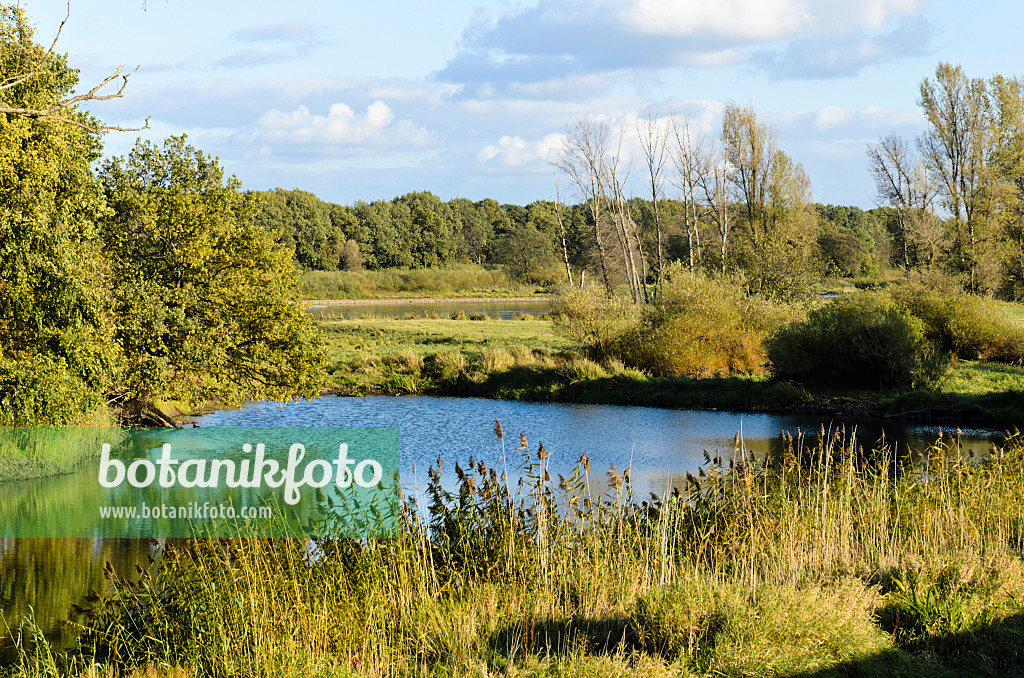 501142 - Alluvial landscape, Oderwiesen Nature Reserve, Frankfurt an der Oder, Germany