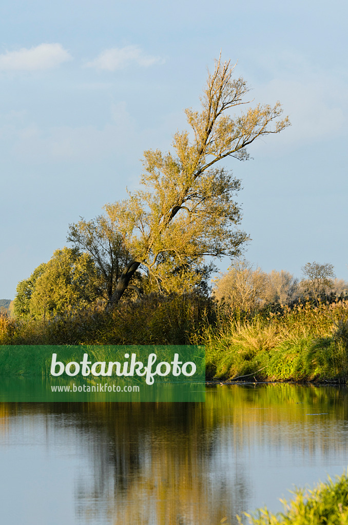 501144 - Alluvial landscape, Oderwiesen Nature Reserve, Frankfurt an der Oder, Germany