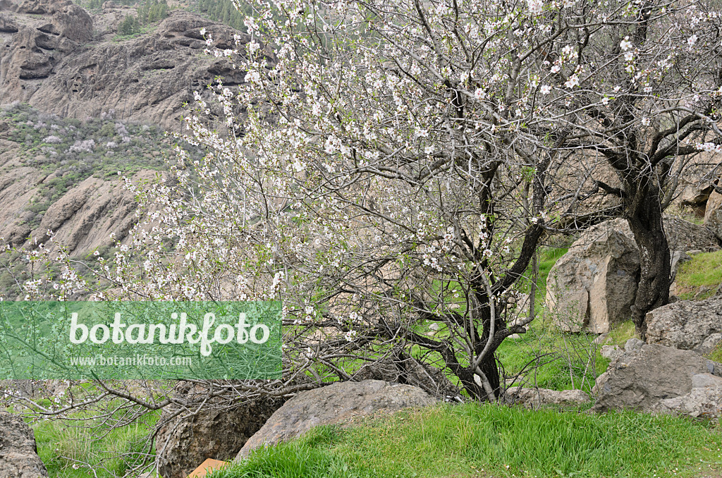 564188 - Almonds (Prunus dulcis) near Ayacata, Gran Canaria, Spain