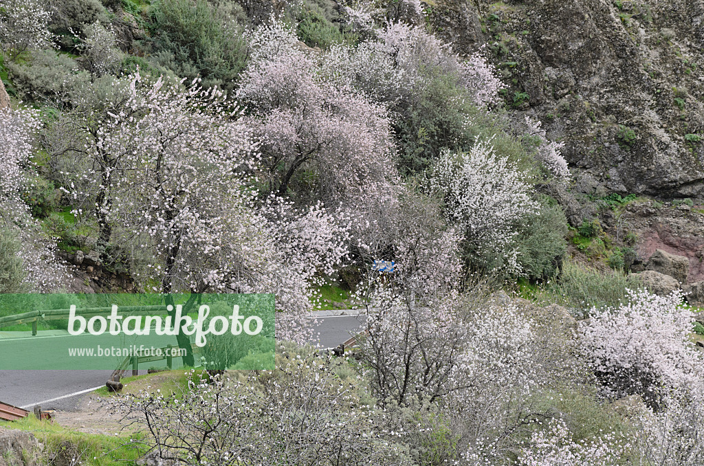 564190 - Almonds (Prunus dulcis) near Ayacata, Gran Canaria, Spain