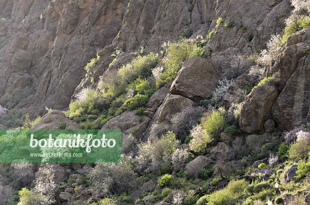 564195 - Almonds (Prunus dulcis) near Ayacata, Gran Canaria, Spain