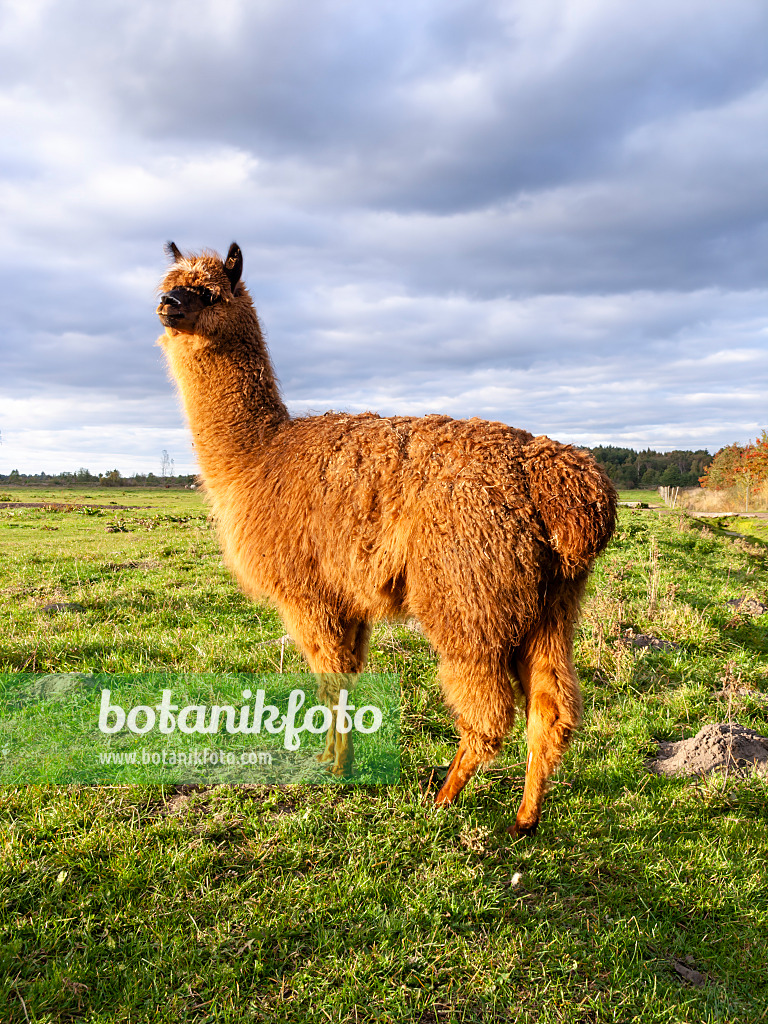 430196 - Alpaca (Lama pacos) on a large pasture in front of a cloudy sky