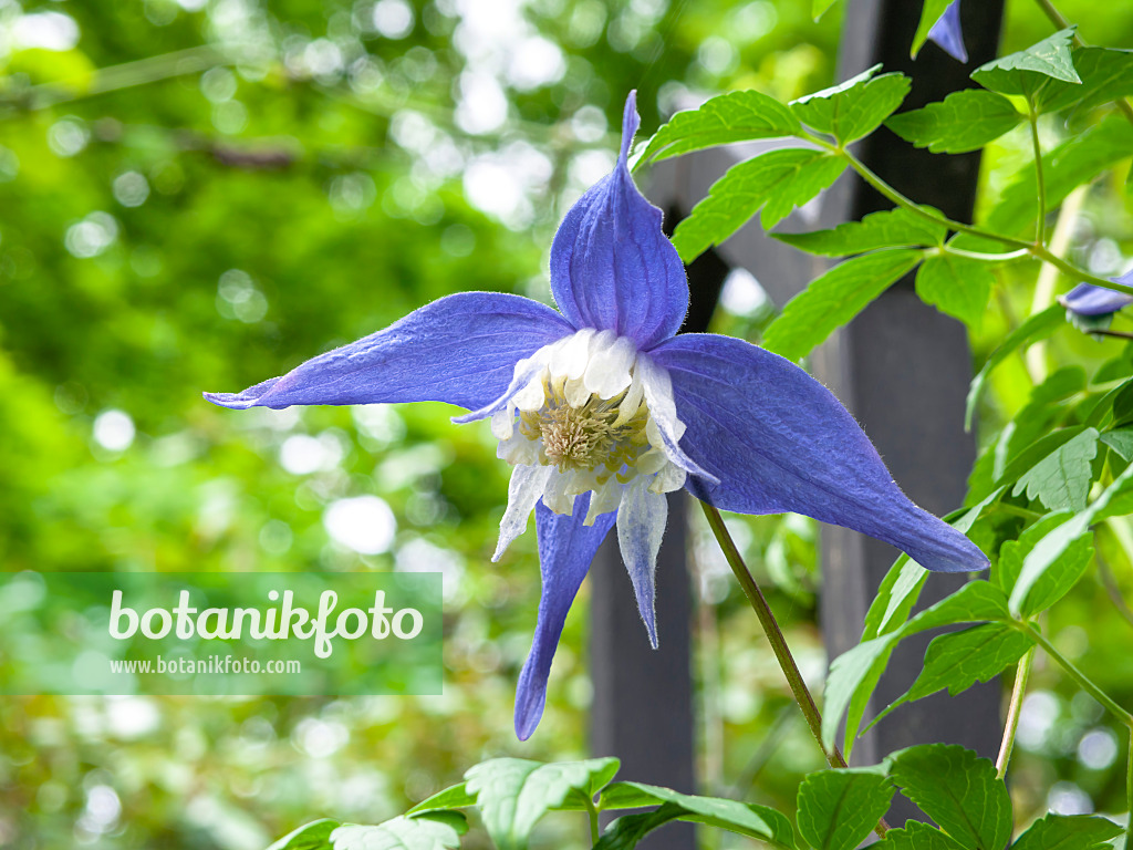 437321 - Alpine clematis (Clematis alpina 'Frances Rives')