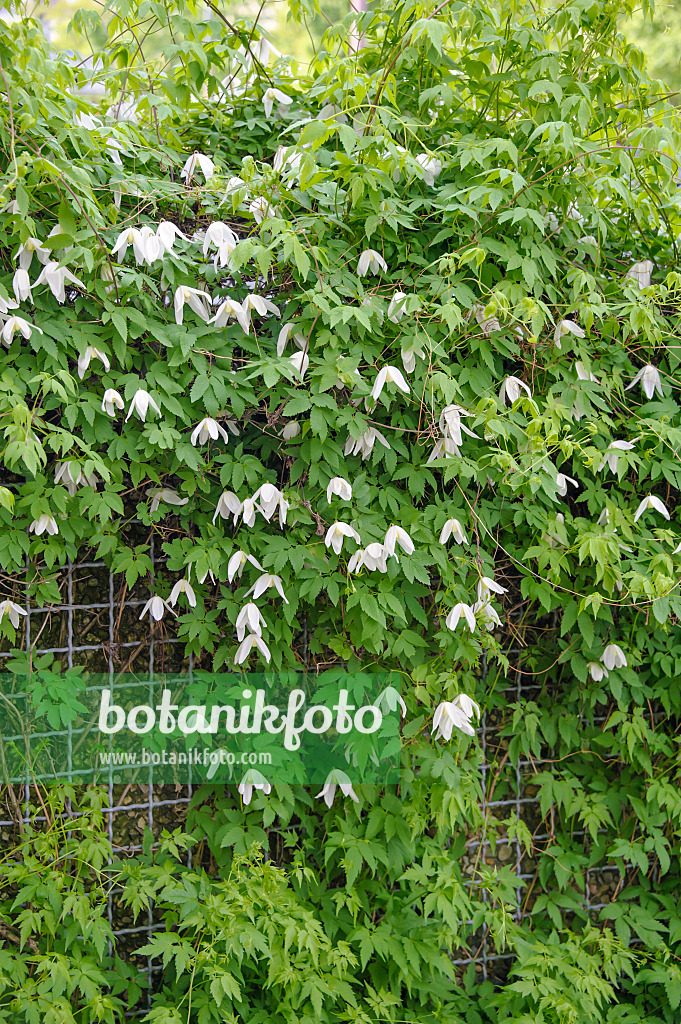 517128 - Alpine clematis (Clematis alpina 'White Columbine')