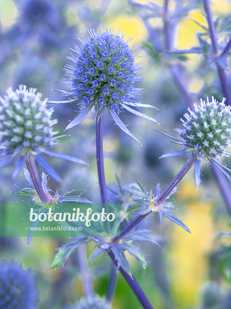 427118 - Alpine eryngo (Eryngium alpinum 'Blue Star')