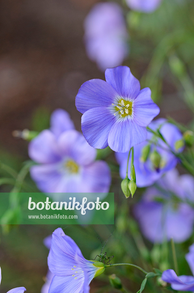 472160 - Alpine flax (Linum perenne subsp. alpinum)