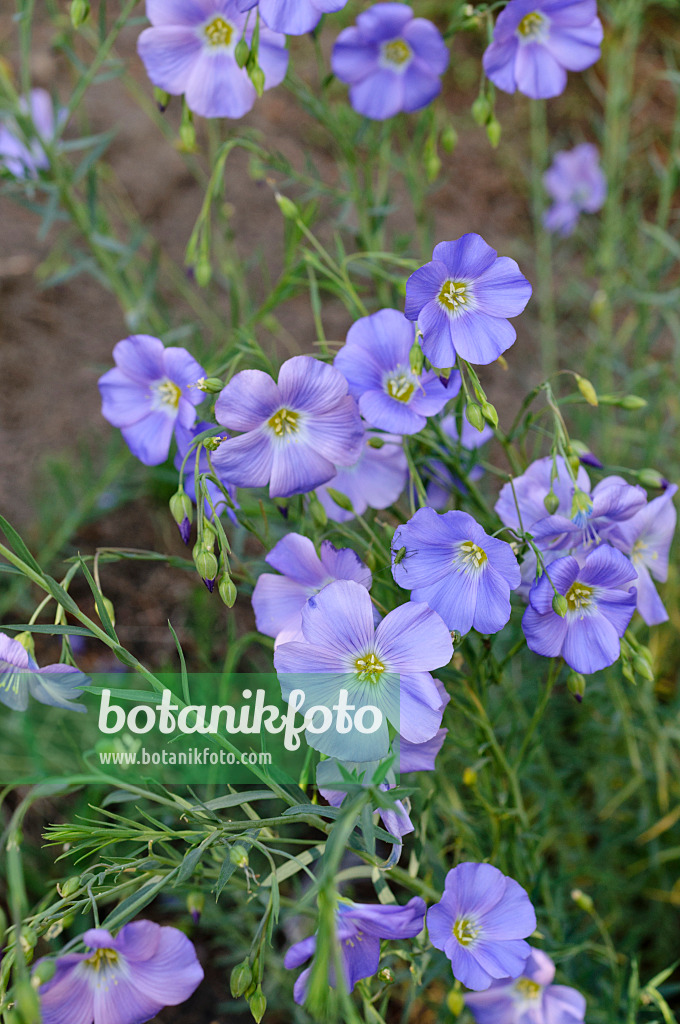 472162 - Alpine flax (Linum perenne subsp. alpinum)