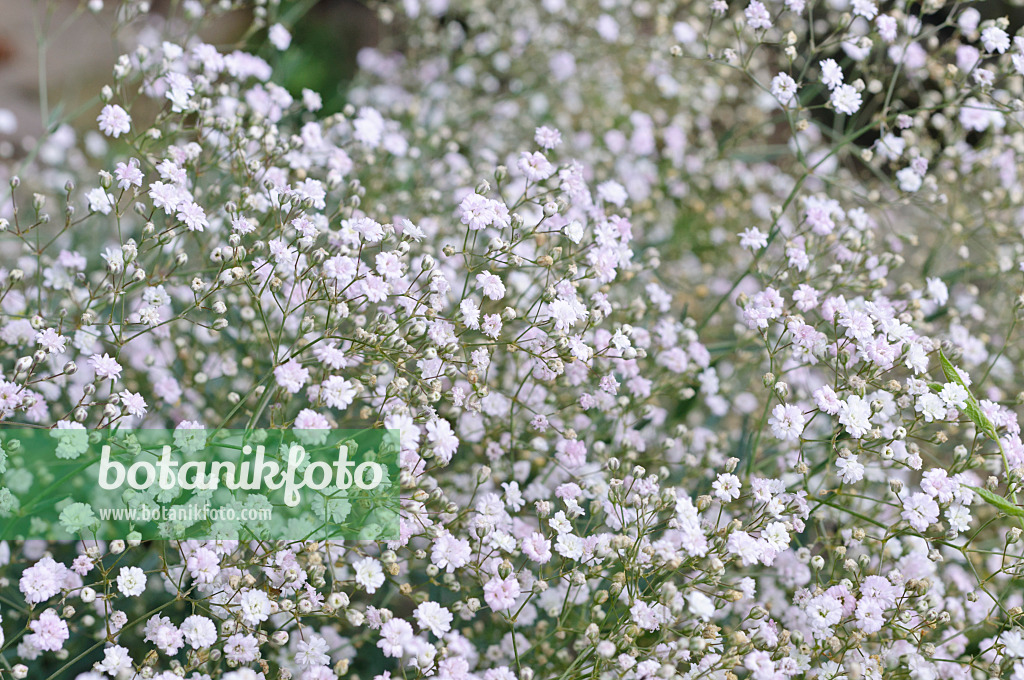 486144 - Alpine gypsophila (Gypsophila repens 'Rosenschleier')