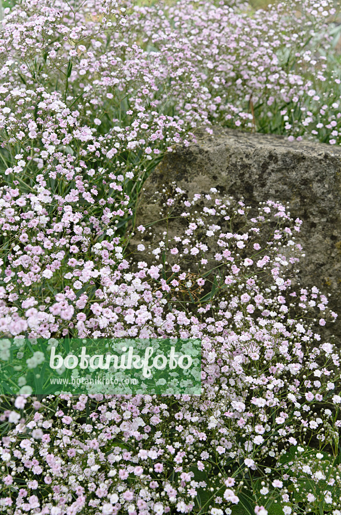 497344 - Alpine gypsophila (Gypsophila repens 'Rosenschleier')