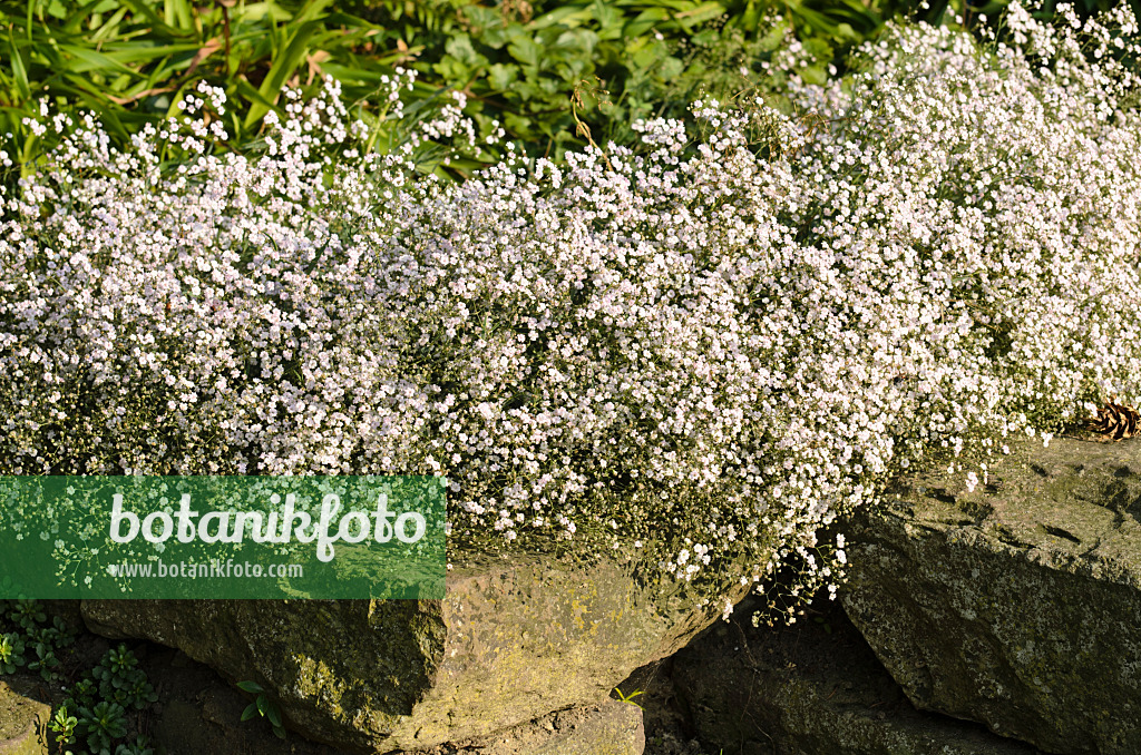 498115 - Alpine gypsophila (Gypsophila repens 'Rosenschleier')