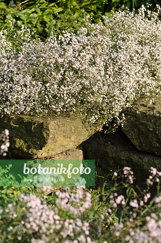 498116 - Alpine gypsophila (Gypsophila repens 'Rosenschleier')