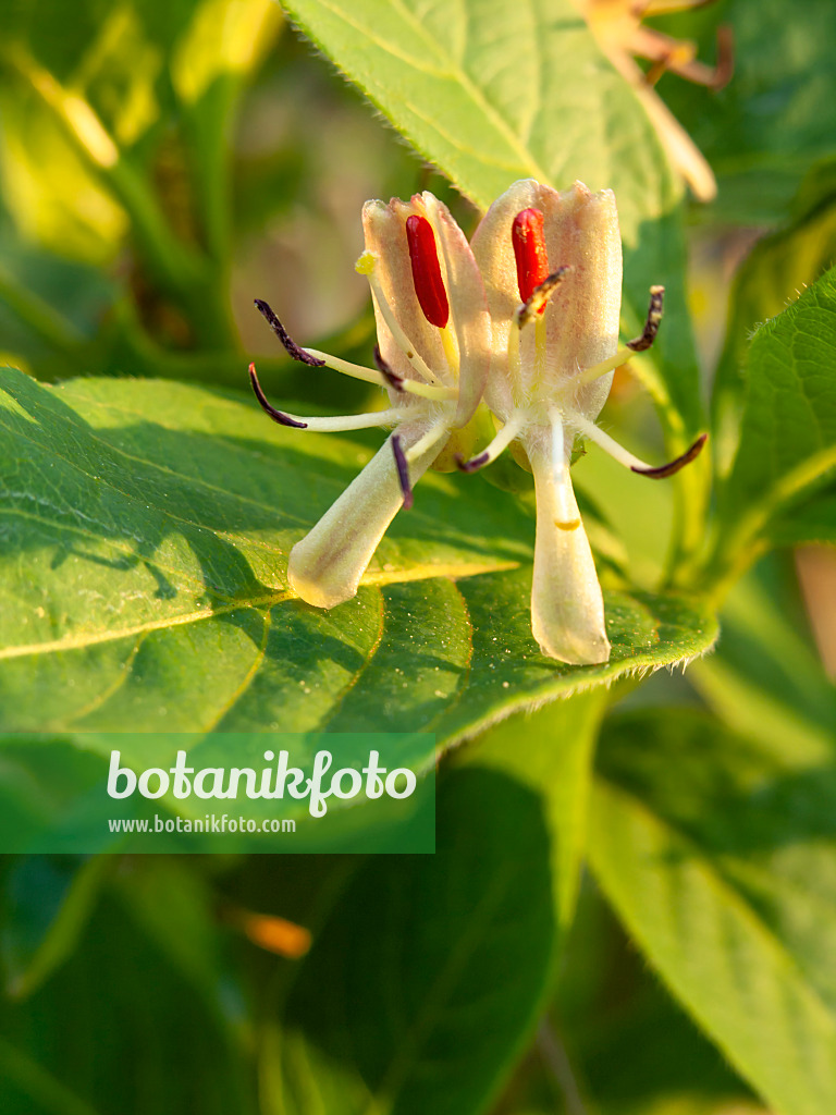 437209 - Alpine honeysuckle (Lonicera alpigena)