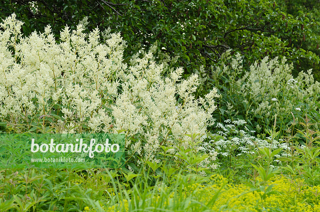 496309 - Alpine knotweed (Aconogonon alpinum syn. Polygonum alpinum)