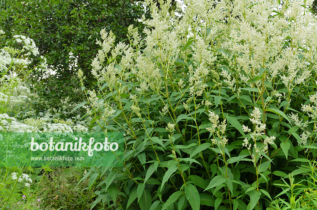 496313 - Alpine knotweed (Aconogonon alpinum syn. Polygonum alpinum) and Peucedanum