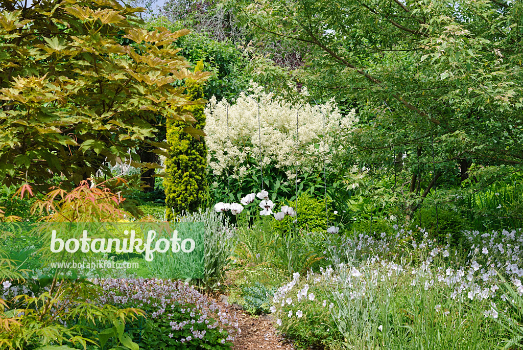 518029 - Alpine knotweed (Aconogonon alpinum syn. Polygonum alpinum), cranesbill (Geranium) and oriental poppy (Papaver orientale) 518029 - Alpine knotweed (Aconogonon alpinum syn. Polygonum alpinum), cranesbill (Geranium) and oriental poppy (Papaver orientale)