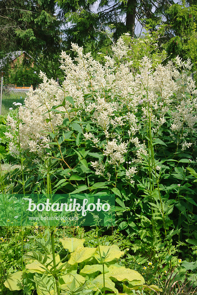 518030 - Alpine knotweed (Aconogonon alpinum syn. Polygonum alpinum)