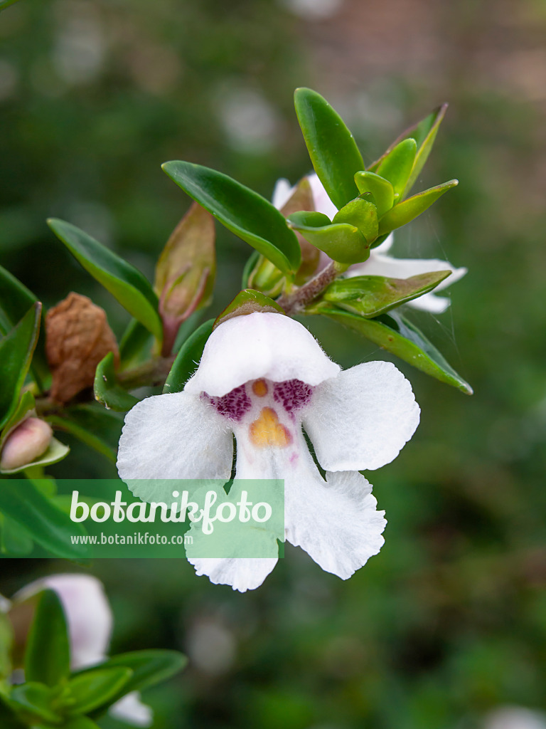 455303 - Alpine mint bush (Prostanthera cuneata)