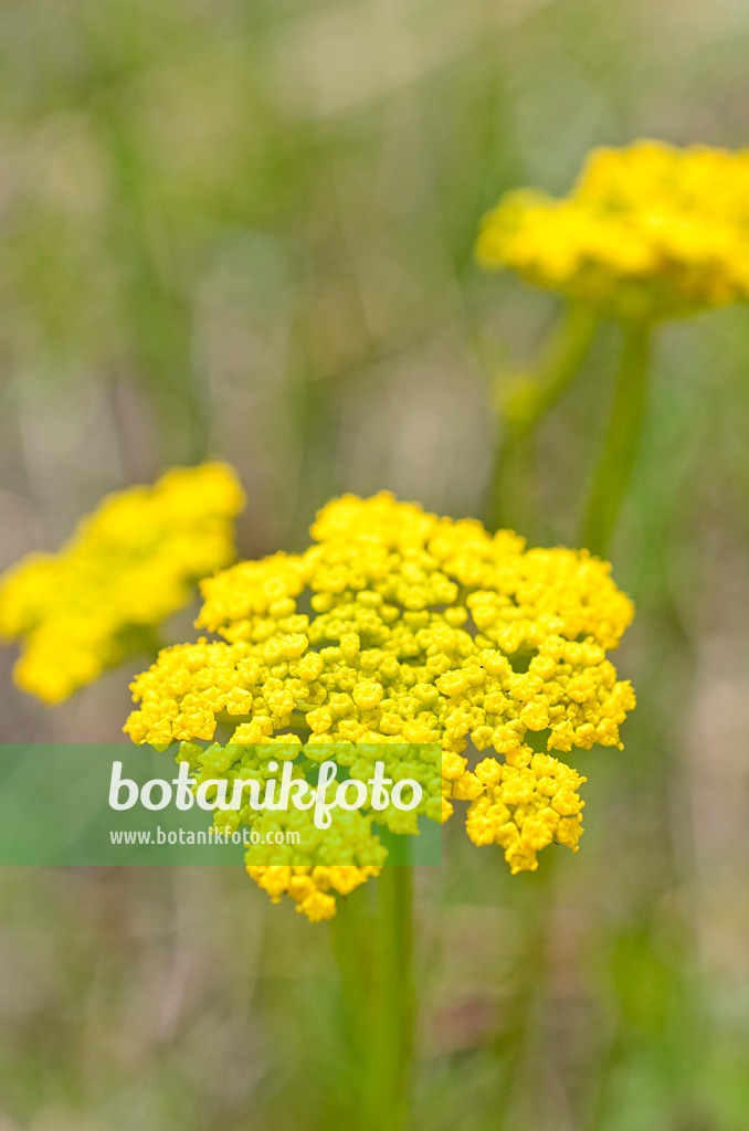 508400 - Alpine parsley (Oreoxis alpina syn. Cymopterus alpina)