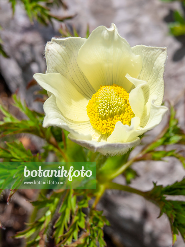 426139 - Alpine pasque flower (Pulsatilla alpina)