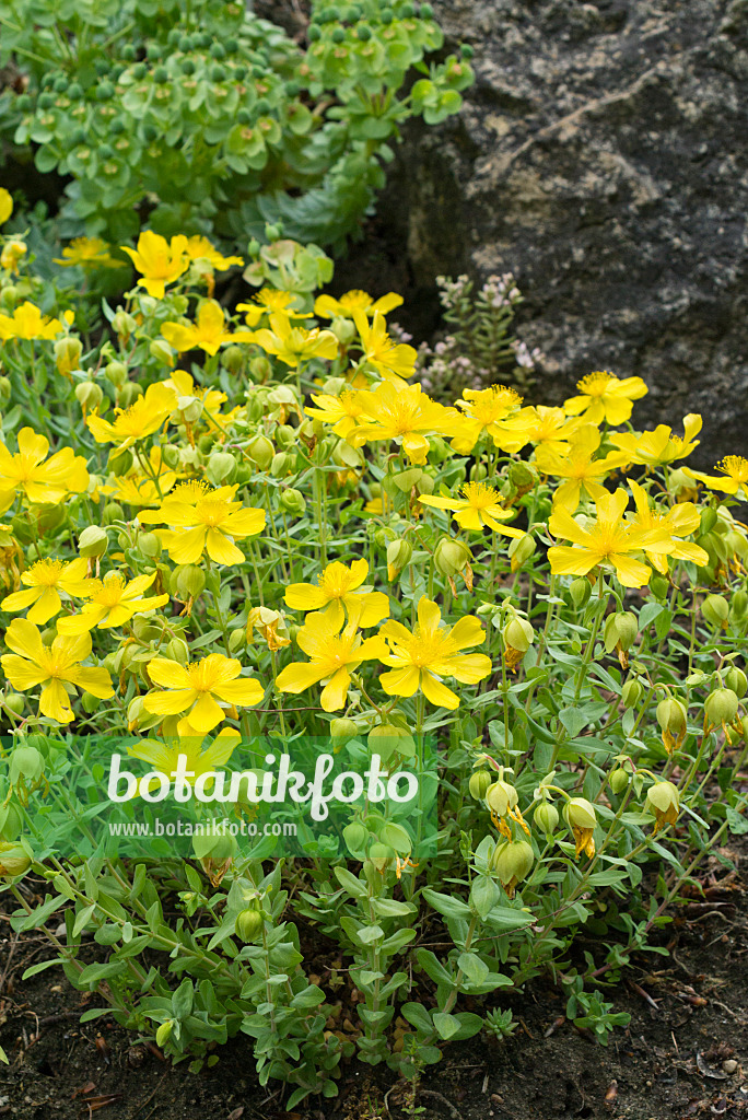 557002 - Alpine Saint John's wort (Hypericum cerastoides)