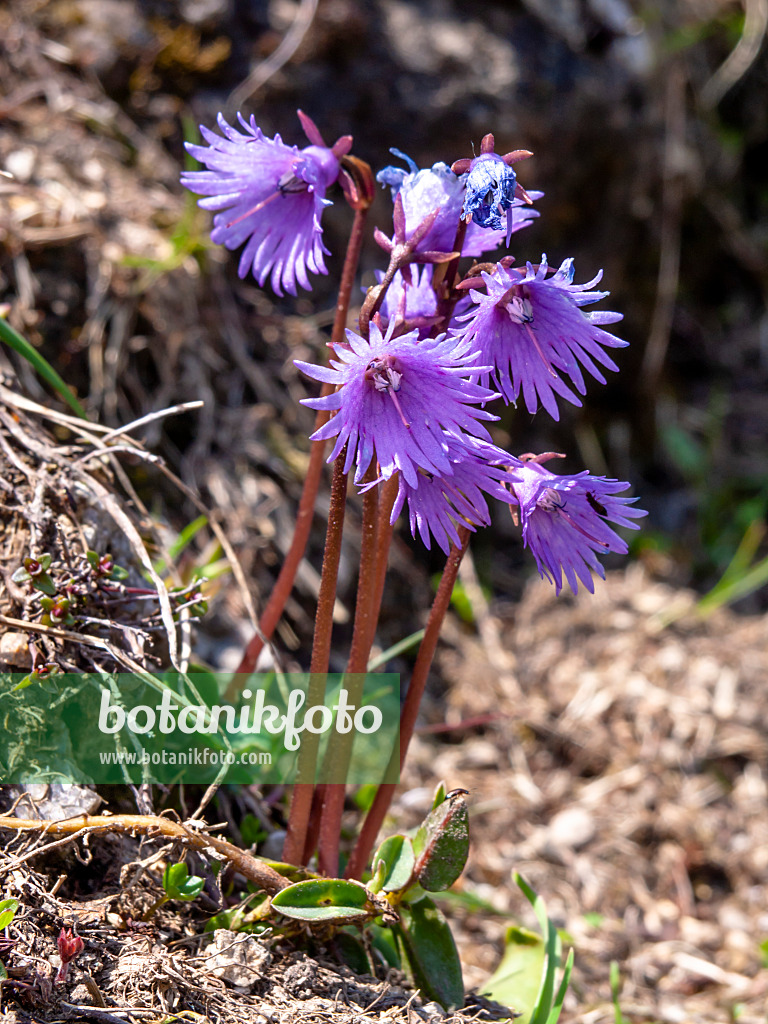 426140 - Alpine snowbell (Soldanella alpina)