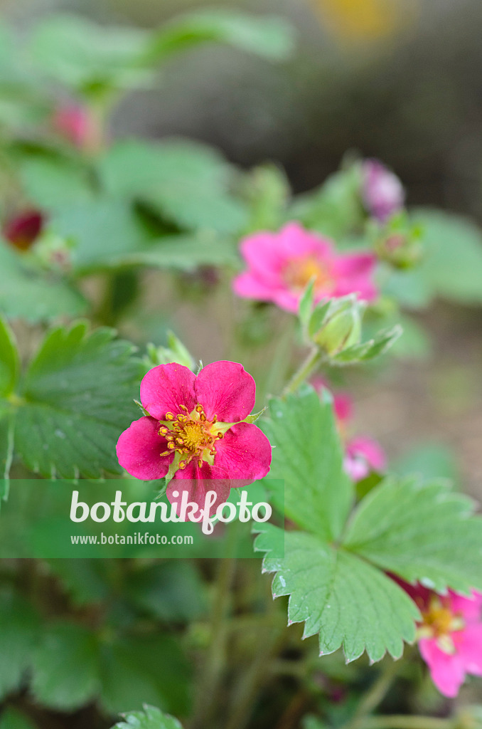 496062 - Alpine strawberry (Fragaria vesca 'Rubra')