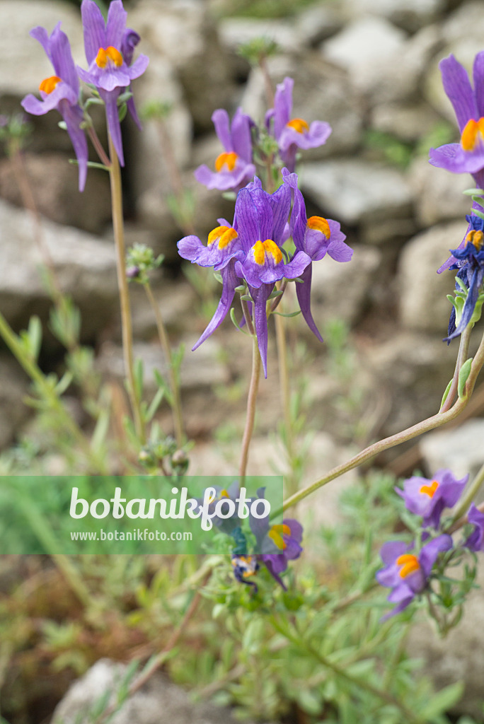 608063 - Alpine toadflax (Linaria alpina)