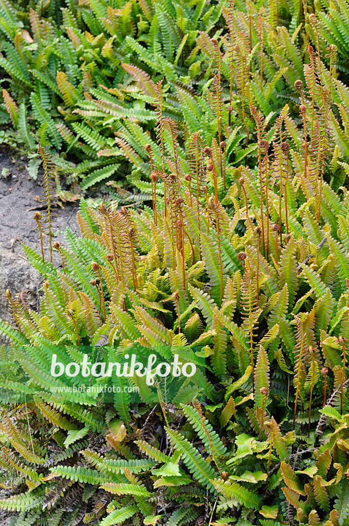 472412 - Alpine water fern (Blechnum penna-marina)