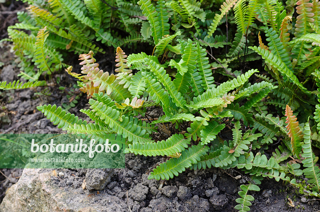 472413 - Alpine water fern (Blechnum penna-marina)