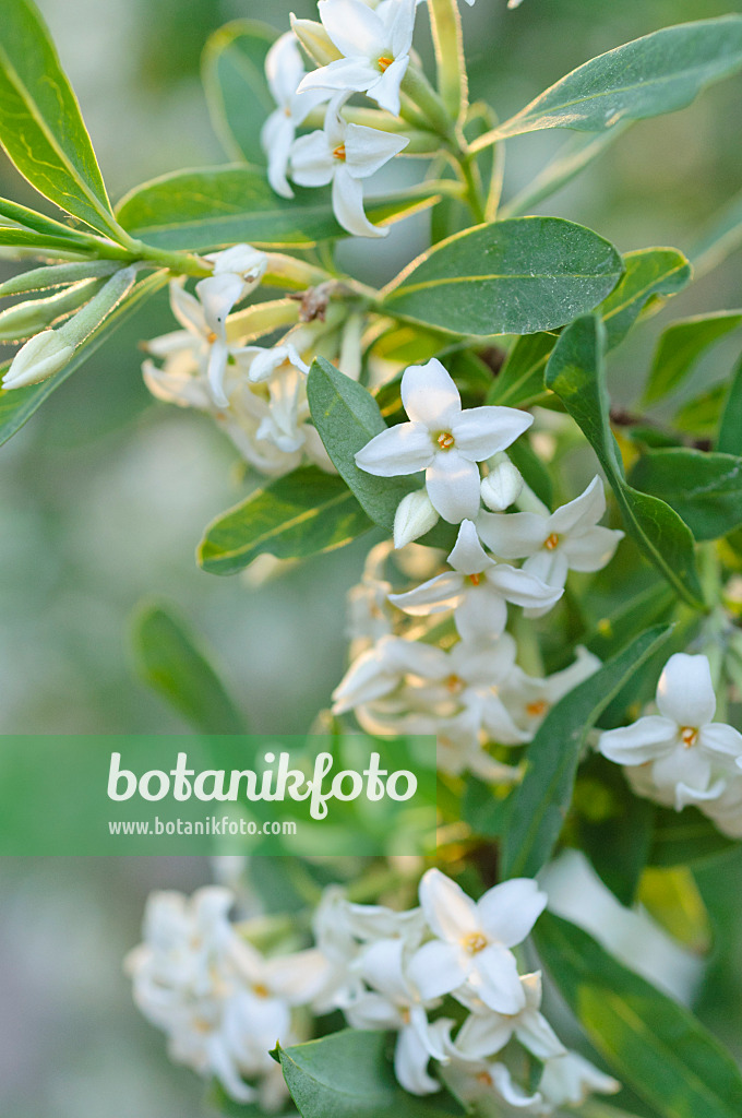 472015 - Altai daphne (Daphne altaica)