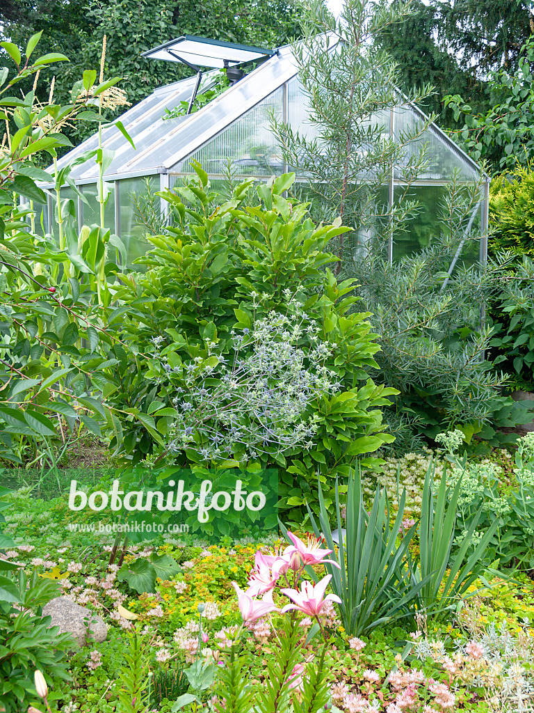 523258 - Aluminium and glass greenhouse with an open skylight in an allotment garden