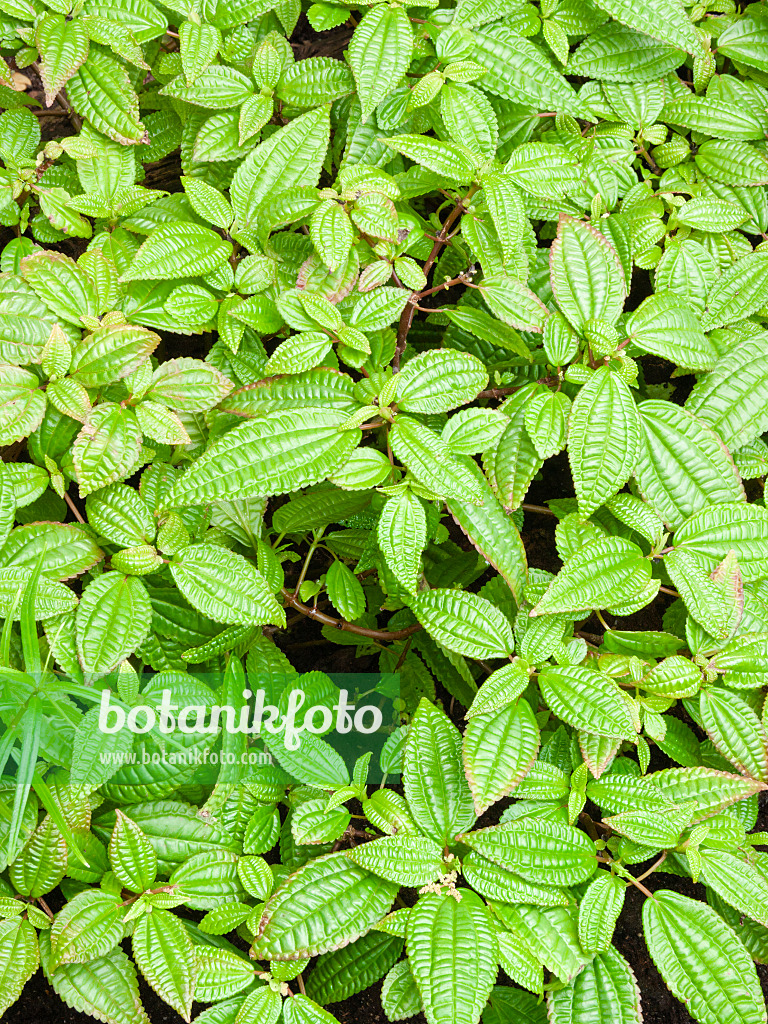 400035 - Aluminum plant (Pilea crassifolia)