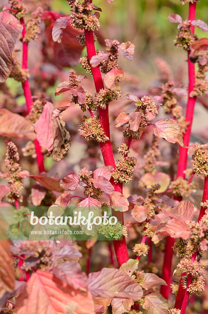 535202 - Amaranth (Amaranthus lividus var. rubrum)