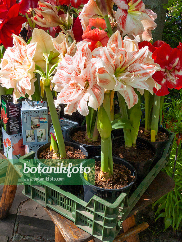 401013 - Amaryllis (Hippeastrum)