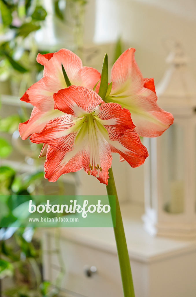 529030 - Amaryllis (Hippeastrum)