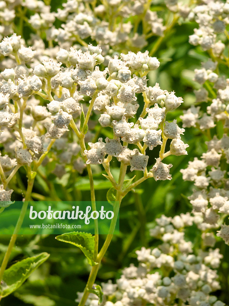 439375 - American  feverfew (Parthenium integrifolium)