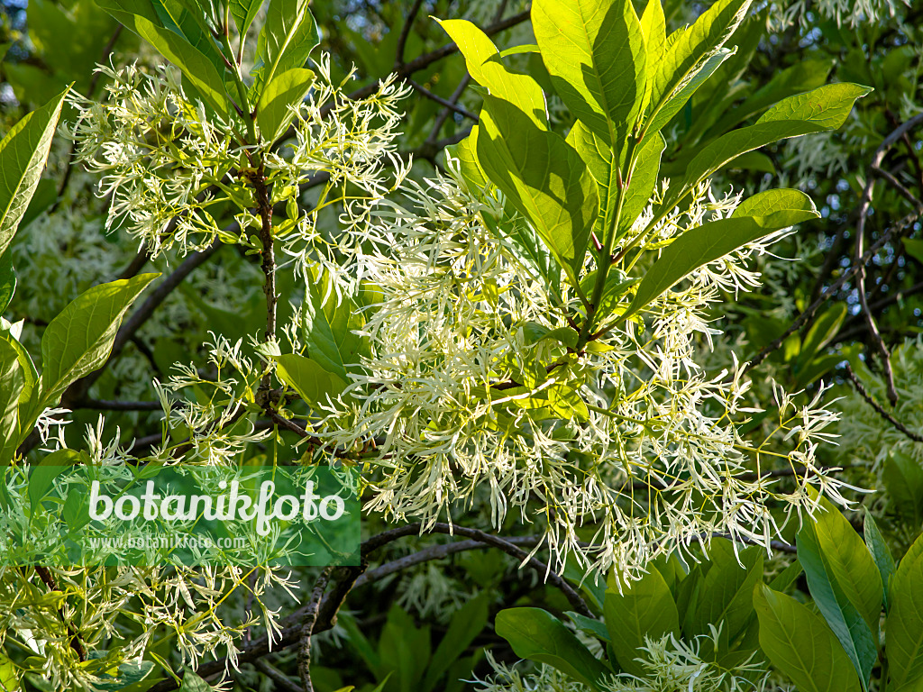 438023 - American fringe tree (Chionanthus virginicus)