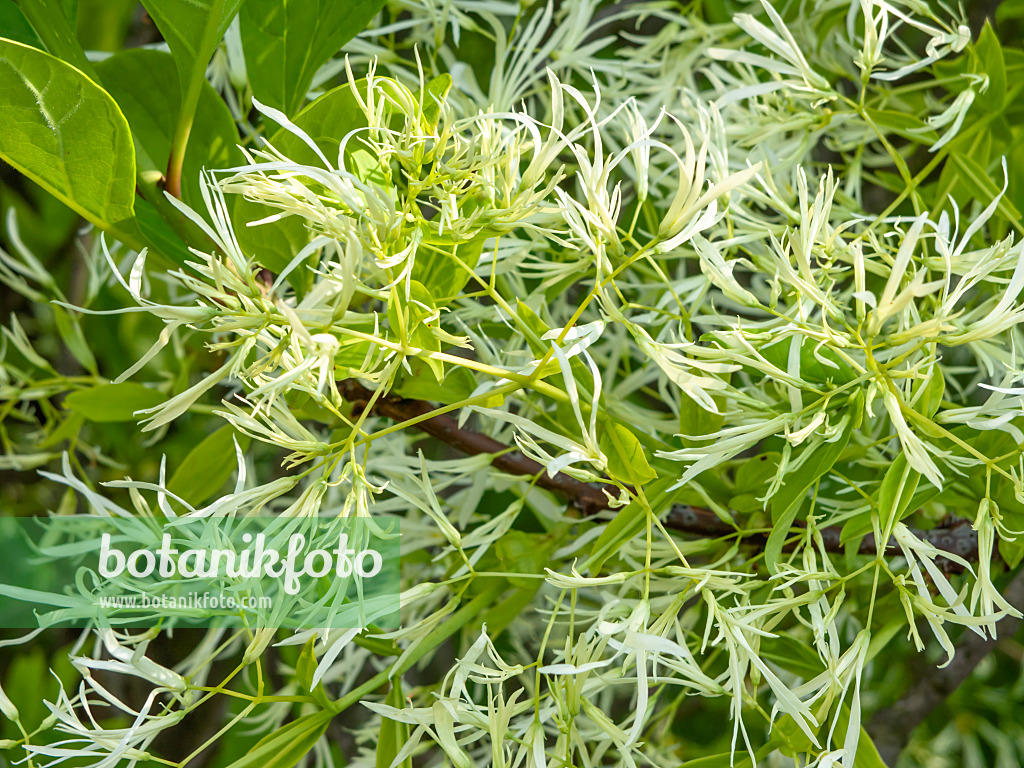 438024 - American fringe tree (Chionanthus virginicus)