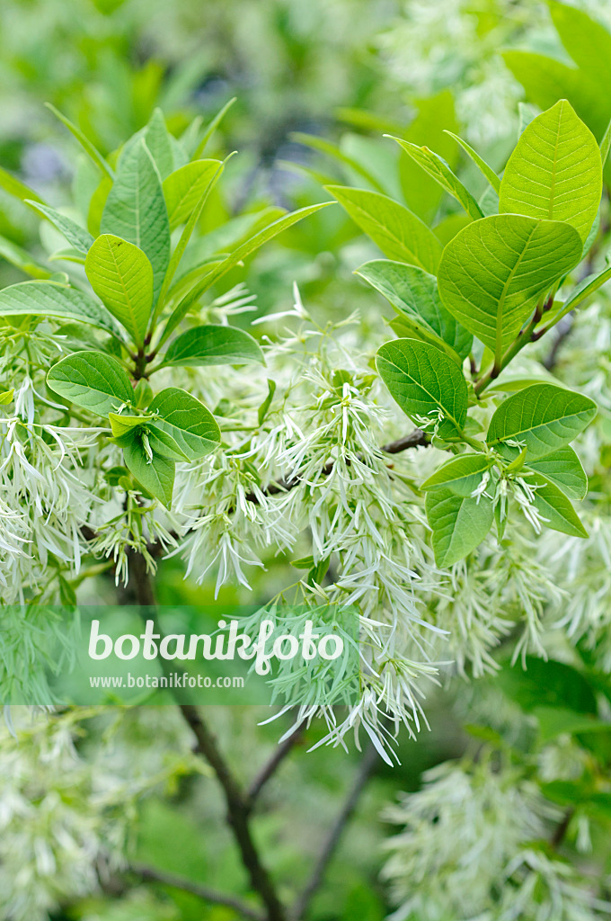 472306 - American fringe tree (Chionanthus virginicus)