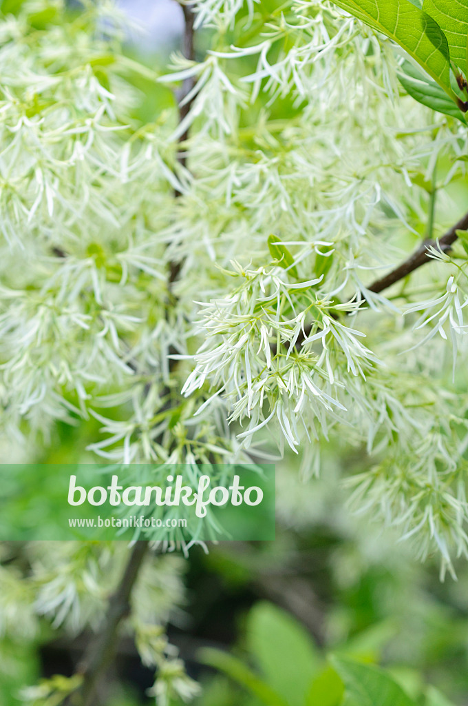 472307 - American fringe tree (Chionanthus virginicus)