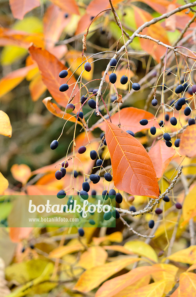 525240 - American fringe tree (Chionanthus virginicus)