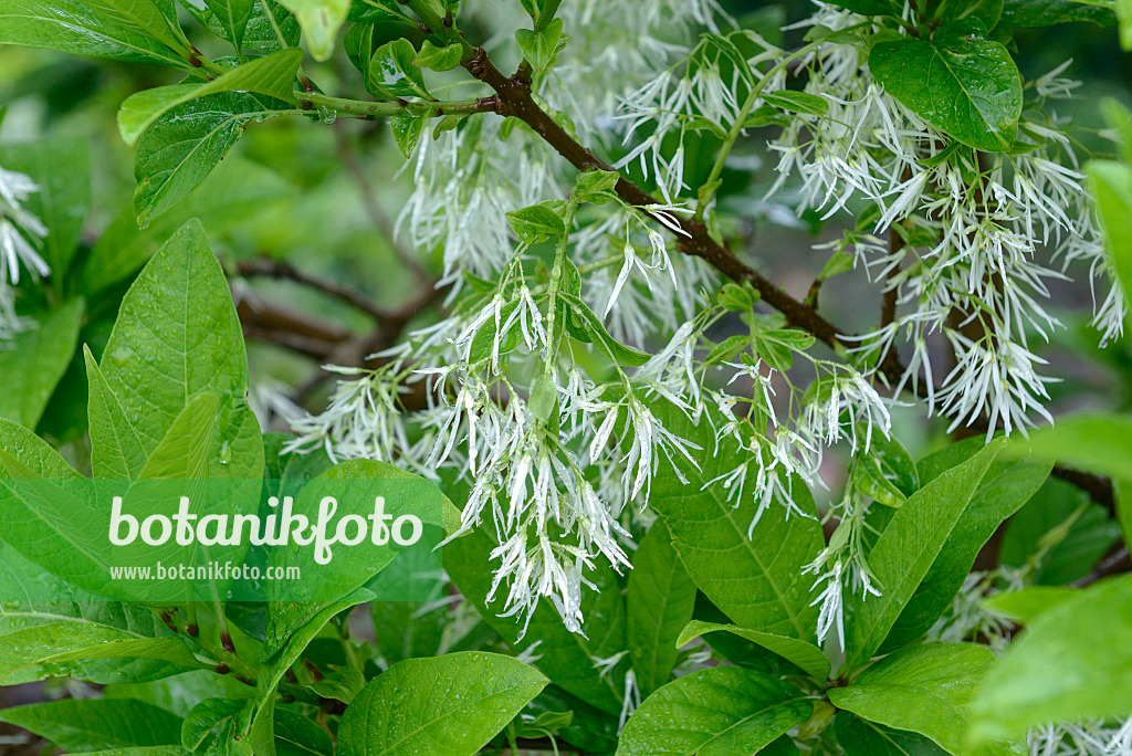 575055 - American fringe tree (Chionanthus virginicus)