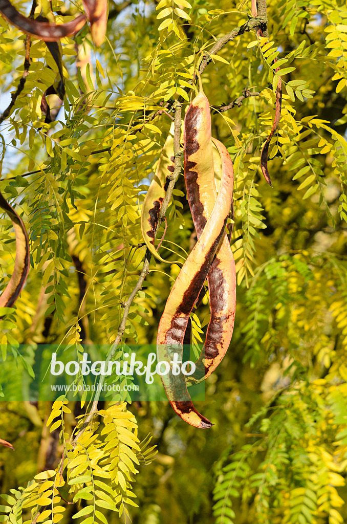 525339 - American honey locust (Gleditsia triacanthos)